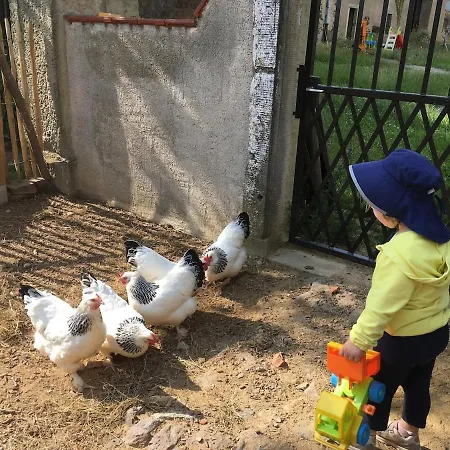 Schaf-suite Xxl Auf Dem Bauernhof
